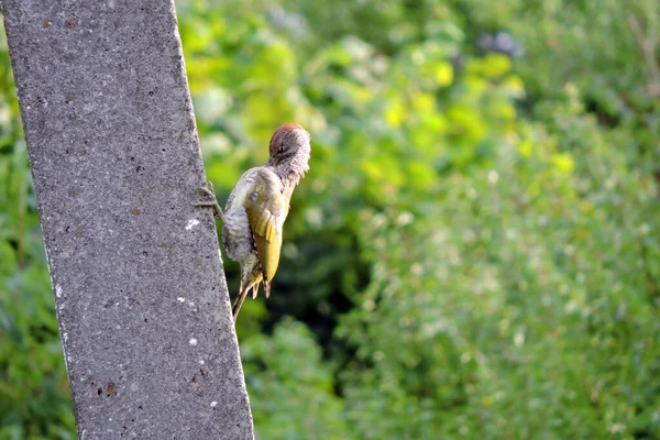 欧洲幼小的绿啄木鸟坐在混凝土塔上 为它的羽毛装饰着 绿色模糊了森林的背景 — 图库照片