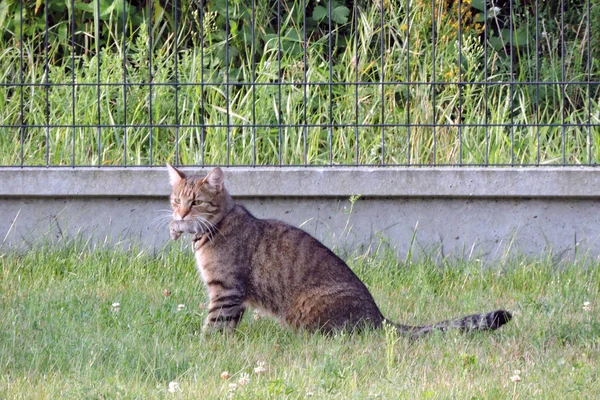 口の中にネズミがいる緑の草の上に座っているタビー猫 — ストック写真