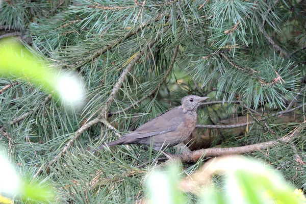 Dark Brown Molting Juvenile Eurasian Blackbird Sitting Pine Branch — Stock Photo, Image