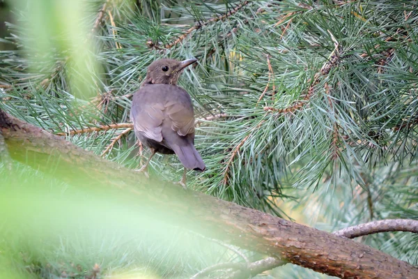 Jeune Merle Eurasien Mue Brun Foncé Assis Sur Une Branche — Photo