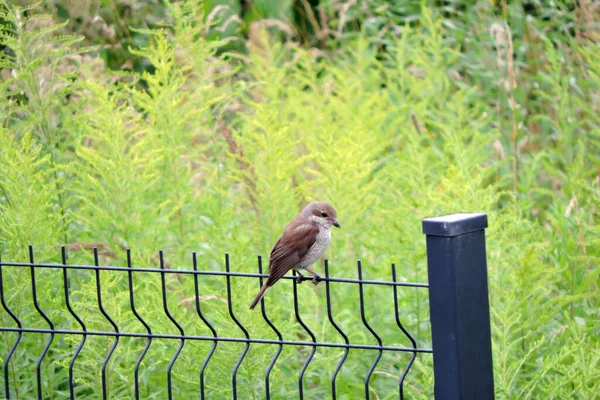 A portrait of a brown female red-backed shrike sitting on a fence made of welded wire mesh panels, blurred goldenrods in bloom in the background