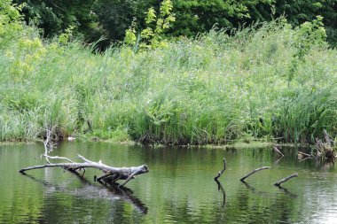 Nida nehrindeki bir ağacın dalları, bazı ağaçlar, çalılar ve çimenler.