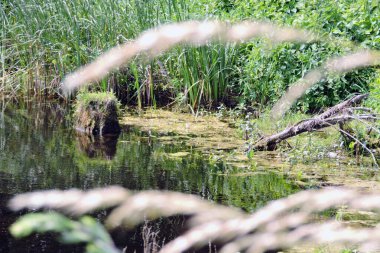 Nida nehrindeki bir ağaç dalının görüntüsü, su algler, ağaçlar, çalılar ve çimenler ile kirlenmiş.