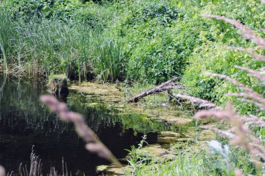 Nida nehrindeki bir ağaç dalının görüntüsü, su algler, ağaçlar, çalılar ve çimenler ile kirlenmiş.