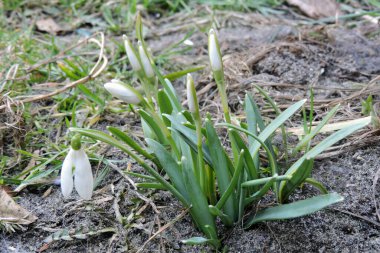 Beyaz kardamlaları çiçekler, tomurcuklar ve yeşil yapraklar