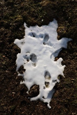 Karda ayakkabı izleri, ilkbaharın başlarında.