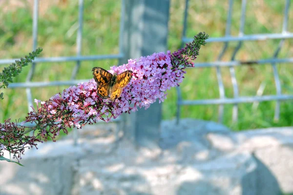 Стіна Коричнева Метелик Відкритими Крилами Смокче Нектар Бузкових Рожевих Квітів — стокове фото
