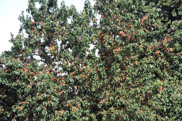 Muita Laranja Damascos Maduros Crescendo Uma Árvore Uma Coroa Densa — Fotografia de Stock