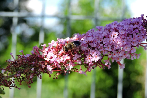 Bee Pollinating Buddleia Pink Flowers — Stock Photo, Image