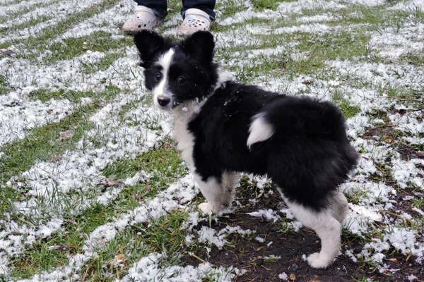 Portrait Adorable Chiot Poméranien Vachement Moelleux Noir Blanc Debout Sur — Photo