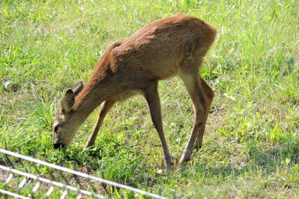 Jovem Fawn Comer Grama Verde Atrás Uma Cerca Feita Painéis — Fotografia de Stock