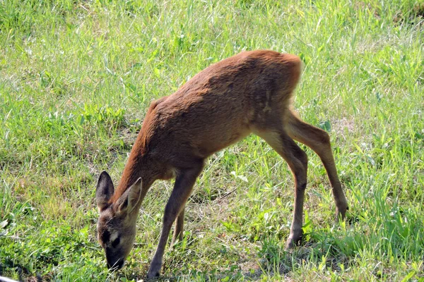 Joven Cervatillo Comiendo Hierba Verde — Foto de Stock