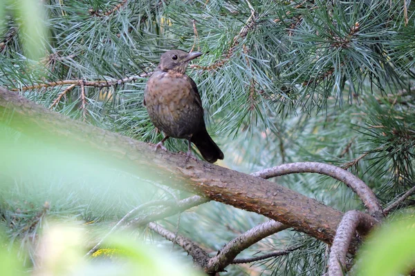 Eine Dunkelbraun Mausernde Junge Eurasische Amsel Sitzt Auf Einem Kiefernzweig — Stockfoto