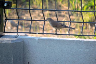Kaynaklı tel örgü panellerden yapılmış bir çitin üzerinde oturan kahverengi boğazlı bir kadın, bulanık arka plan.
