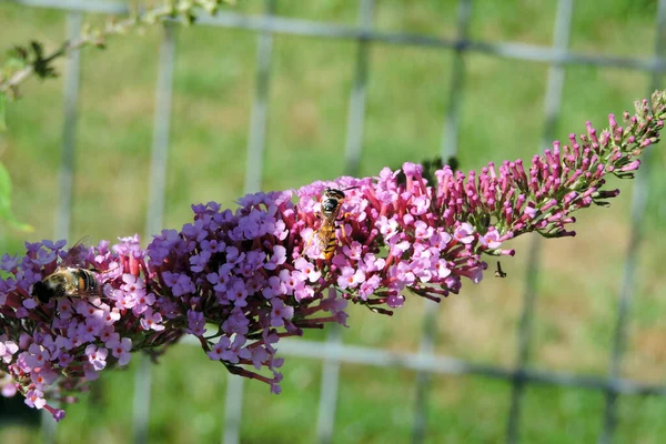 Une Mouche Drone Commune Une Guêpe Tueuse Abeilles Pollinisant Des — Photo