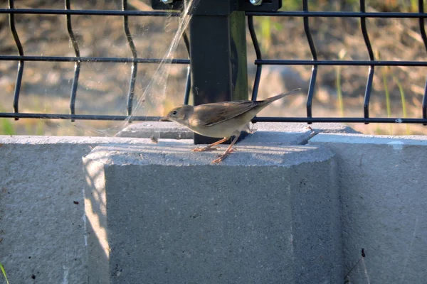 Uma Fêmea Marrom Comum Whitethroat Sentado Uma Tábua Cascalho Concreto — Fotografia de Stock