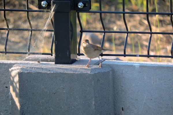 Une Femelle Brune Commune Couleur Blanche Assise Sur Panneau Gravier — Photo