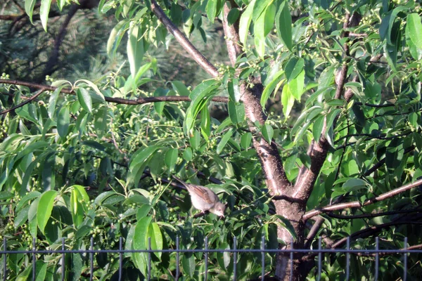 Ein Männlicher Weißkehlchen Sitzt Auf Einem Baum — Stockfoto