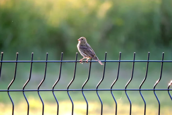 Una Mujer Siskin Europea Sentada Una Cerca Panel Alambre —  Fotos de Stock