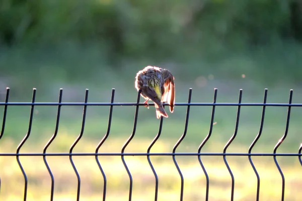 Siskin Européen Femelle Assis Sur Une Clôture Panneau Fil Preening — Photo