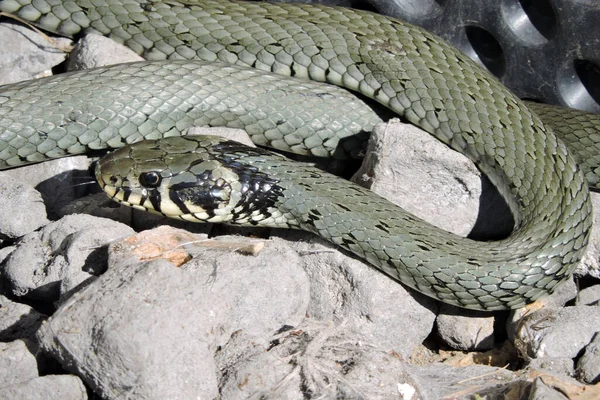 Retrato Uma Cobra Grama Verde Sacudindo Sua Língua Bifurcada Enquanto — Fotografia de Stock