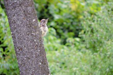 Genç Avrupalı yeşil ağaçkakan, arkaplanda yeşil bulanık ağaçlar ve beton bir direğin üzerinde oturan dallı tüylü ağaçkakan.