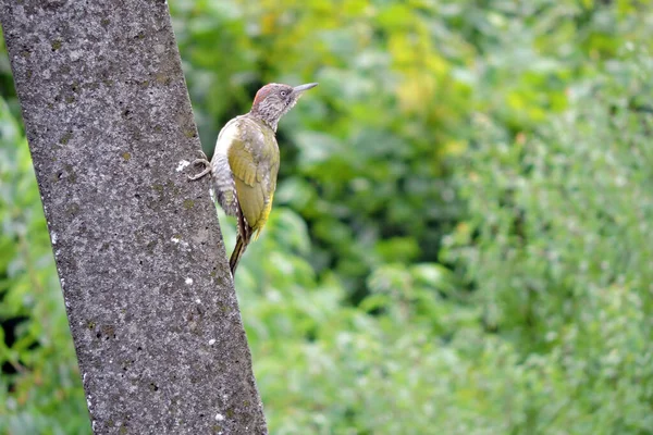 Picchio Verde Europeo Giovane Seduto Pilone Cemento Alberi Sfocati Verdi — Foto Stock