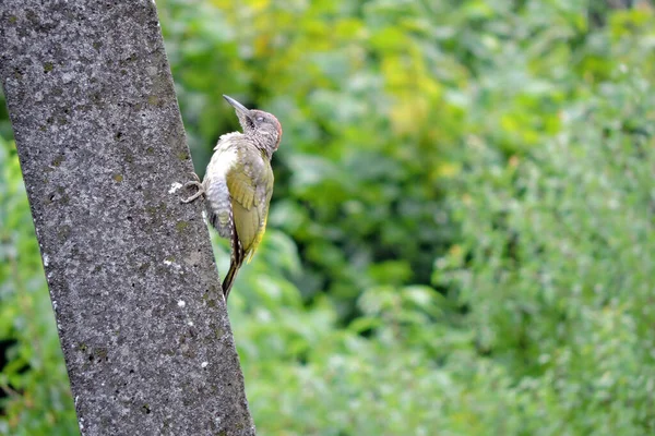 Pica Pau Verde Europeu Juvenil Com Penas Babados Sentado Pilão — Fotografia de Stock