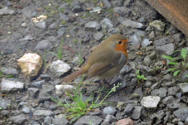 Close European Robin Sitting Ground — Stock Photo, Image