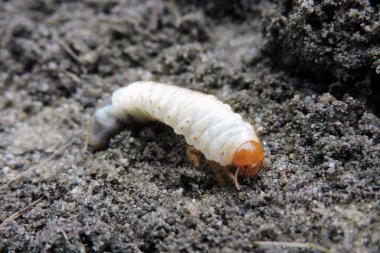 Turuncu başlı, yerden kazılmış altı turuncu bacaklı beyaz bir larvanın yakın çekimi.