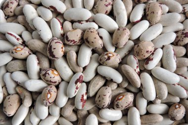 Renkli fasulyeler buğday bitleri tarafından istila edildi ve yok edildi. Derisinin altında yuvarlak daireler çizen fasulyeler.