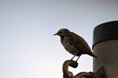 Tüylerinin üzerinde beyaz noktalar bulunan, beton bir direğe bağlı, mavi arkaplanlı, parlak siyah bir sığırcık.