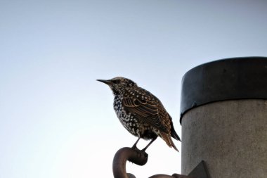 Tüylerinin üzerinde beyaz noktalar bulunan, beton bir direğe bağlı, mavi arkaplanlı, parlak siyah bir sığırcık.