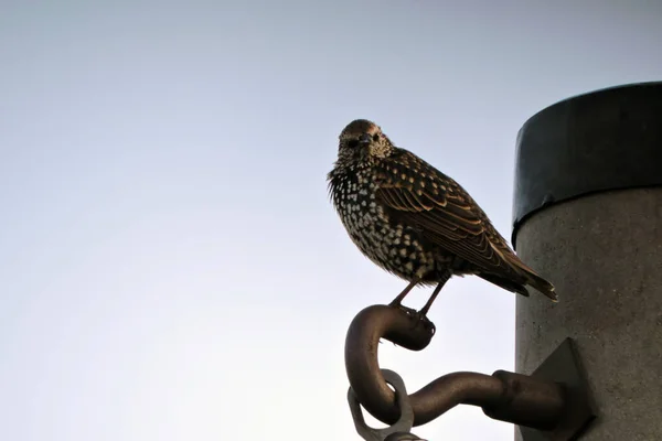 Beautiful Iridescent Black Common Starling White Dots Its Feathers Sitting — Stock Photo, Image