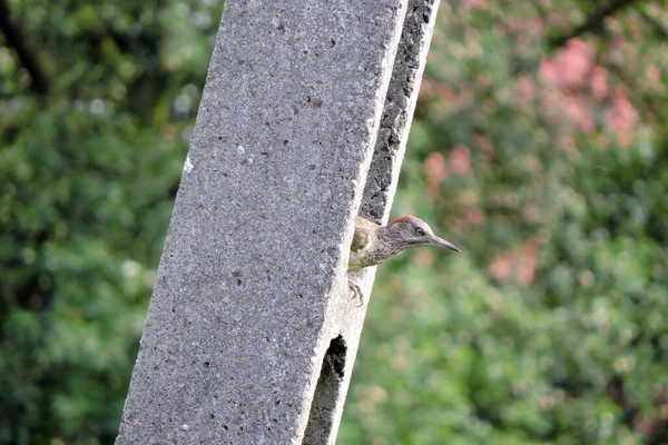 那只幼小的欧洲啄木鸟坐在混凝土塔上 后面是绿油油的树木 — 图库照片