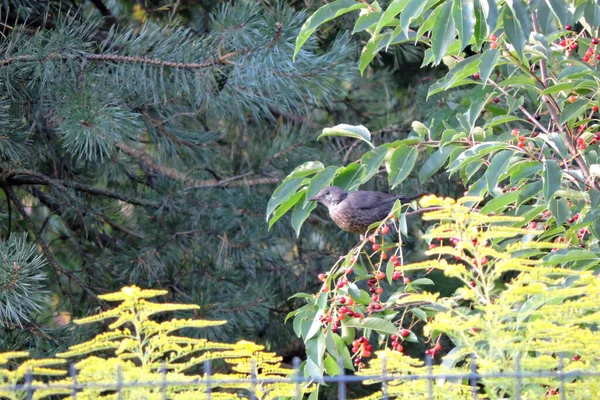 Female Eurasian Blackbird Sitting Branch Wild Cherry Ripening Red Purple — Stock Photo, Image