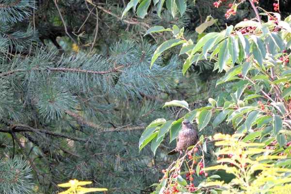 Die Weibliche Amsel Sitzt Auf Einem Zweig Einer Wildkirsche Mit — Stockfoto