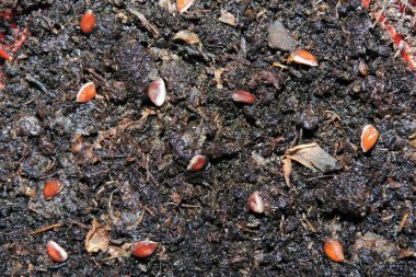 Toprakta minik ananas tohumları