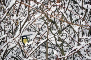 The great tit sitting on a leafless branch covered with snow