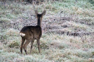 Genç bir erkeğin sırtında Çayırda buzlu çimlerin üzerinde duran