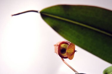 Kırmızı ve yeşil bir sürahi tropik bir sürahi Rebecca Soper, beyaz arka plan