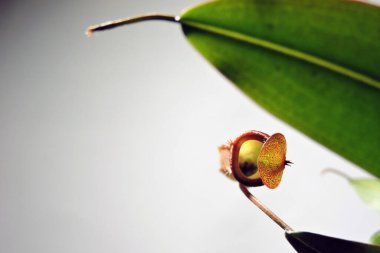 Kırmızı ve yeşil bir sürahi tropik bir sürahi Rebecca Soper, beyaz arka plan