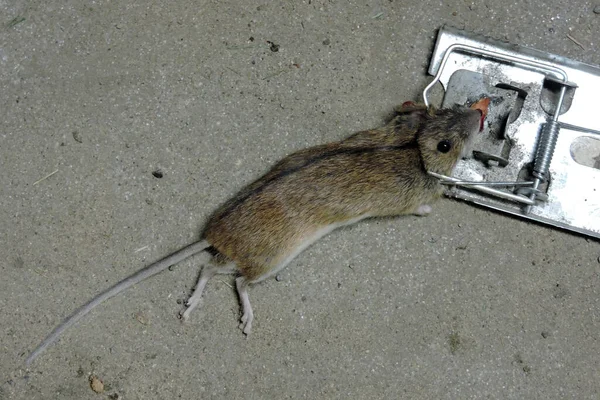 Ένα Ποντίκι Πιάστηκε Μια Ποντικοπαγίδα Τσιμεντένιο Φόντο — Φωτογραφία Αρχείου