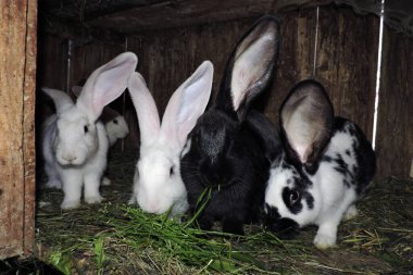 Açık bir kafeste taze yeşil çimen yiyen bir grup farklı renkte genç tavşan..