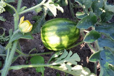 Bahçede büyüyen bir karpuz, yeşil yapraklar ve sarı bir çiçek.