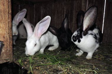 Farklı renkte genç sevimli tavşanlar ve anne tavşanları açık bir kafeste. Zemin saman ve görünür atıkla kaplı..