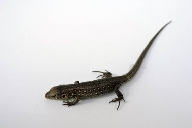 Beyaz bir erkek vahşi kum kertenkelesi.