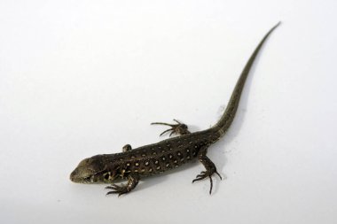 Beyaz bir erkek vahşi kum kertenkelesi.