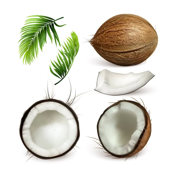 Kokosnuss tropischen Baumnuss und Zweig Set Vektor — Stockvektor