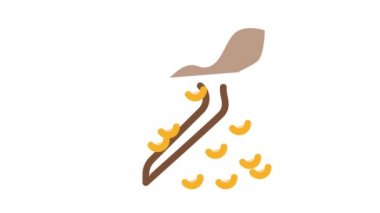 soya fasulyesi skapula simgesi animasyonu